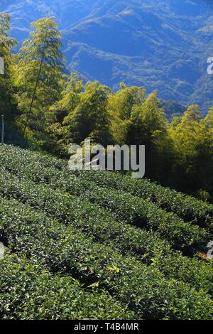 La Ferme de Thé à Taiwan. Les plantations de thé à flanc de montagne Alishan, Shizhuo. Banque D'Images