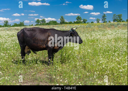 Vache Noire d'été Erigeron annuus enchaînés sur champ de fleurs sauvages Banque D'Images