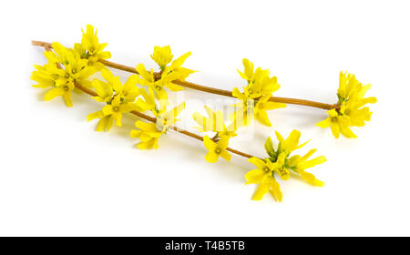 Forsythia est un genre de plantes de la famille des olives Oleaceae. Forsythia est aussi l'un des noms communs de la plante, de même que l'arbre de Pâques. Isol Banque D'Images