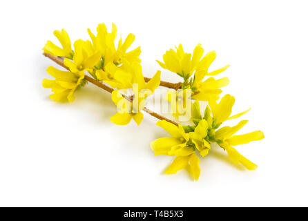 Forsythia est un genre de plantes de la famille des olives Oleaceae. Forsythia est aussi l'un des noms communs de la plante, de même que l'arbre de Pâques. Isol Banque D'Images