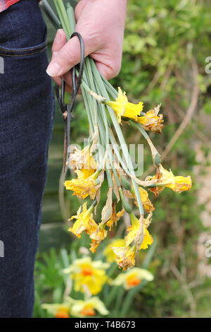 Narcisse. Jonquille flowerheads passé retiré en maintenant - mais laissant intact le feuillage - pour permettre à l'usine de stockage de l'énergie - printemps, UK Banque D'Images