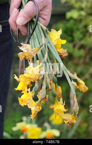 Narcisse. Jonquille flowerheads passé retiré en maintenant - mais laissant intact le feuillage - pour permettre à l'usine de stockage de l'énergie - printemps, UK Banque D'Images