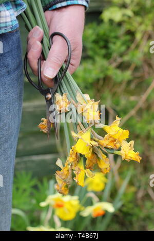 Narcisse. Jonquille flowerheads passé retiré en maintenant - mais laissant intact le feuillage - pour permettre à l'usine de stockage de l'énergie - printemps, UK Banque D'Images