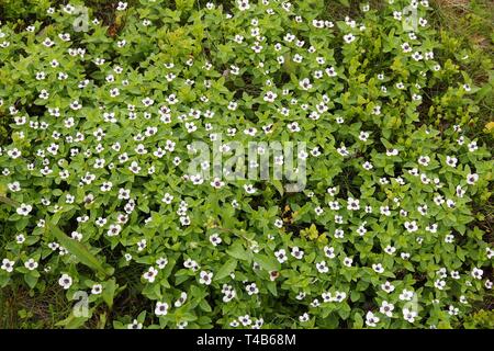 Le cornouiller du Canada (Cornus suecica) plante en Norvège. L'autre nom est dwarf cornel. Banque D'Images