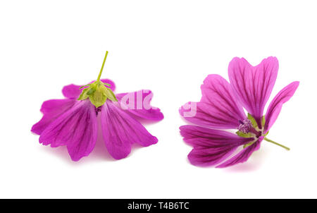 Fleurs mauve isolé sur fond blanc Banque D'Images