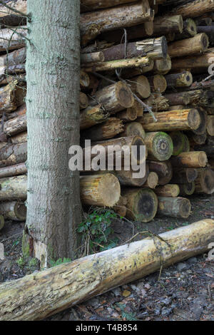 Une pile d'arbres abattus dans des forêts mixtes à côté de la rivière Severn à Coalport dans l'Ironbridge, gorge, Shropshire, Angleterre, Royaume-Uni. Banque D'Images