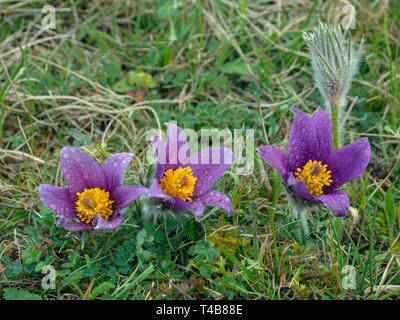 Pulsatilla vulgaris Anémone pulsatille croissant sur les collines de Chiltern Bucks Banque D'Images