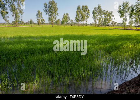 Champs verts de riz en une journée ensoleillée, Thaïlande Banque D'Images