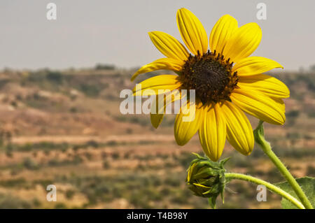 Le tournesol sauvage dans l'Utah sec high desert. Banque D'Images