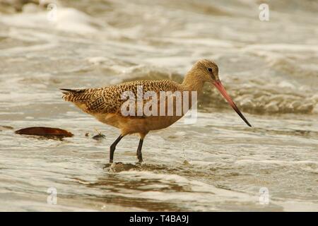 Une barge marbrée (Limosa fedoa) en quête de nourriture à une plage de la Californie à la recherche de nourriture au coucher du soleil. Banque D'Images