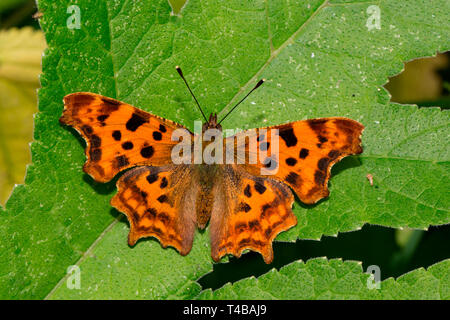 Virgule, (Polygonia c-album) Banque D'Images