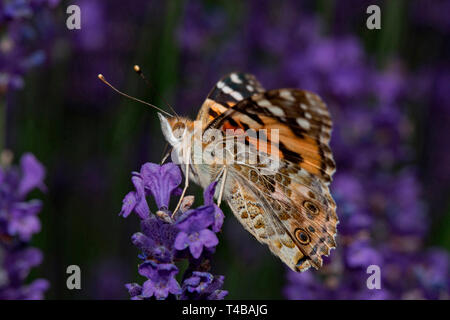 La belle dame (Vanessa cardui) Banque D'Images