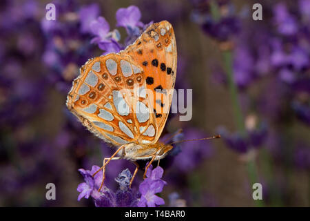 La reine d'espagne fritillary (Issoria lathonia), Banque D'Images