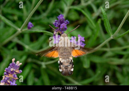 Hummingbird hawk-moth (Macroglossum stellatarum), Banque D'Images