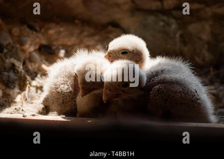 Faucon crécerelle, des poussins au nid, (Falco tinnunculus) Banque D'Images