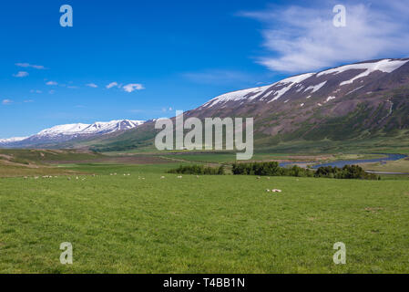 Moutons sur un graazing Vikurskard grande terre près de col de montagne dans le nord de l'Islande Banque D'Images