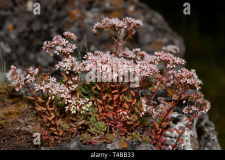 Orpin blanc (Sedum album), Banque D'Images