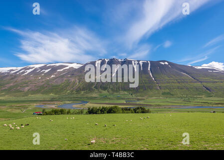 Moutons sur un graazing Vikurskard grande terre près de col de montagne dans le nord de l'Islande Banque D'Images