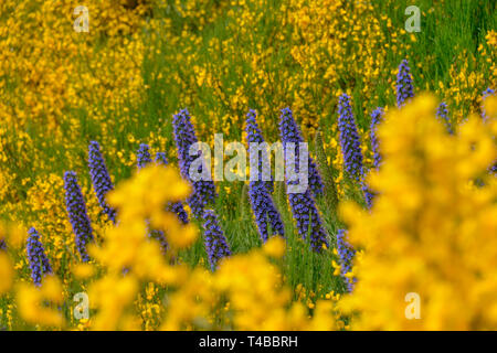 Echium candicans, Madeira-Natternkopf Zentralgebirge,, Madeira, Portugal Banque D'Images