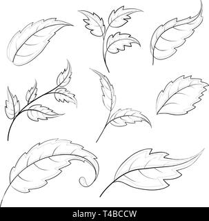 Les feuilles des plantes diverses, vecteur contours sur fond blanc Illustration de Vecteur