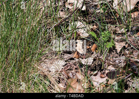 Kreuzotter, Nordrhein-Westfalen, Deutschland Banque D'Images