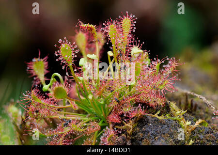 Rundblaettriger Sonnentau, Nordrhein-Westfalen, Deutschland, (Drosera rotundifolia) Banque D'Images