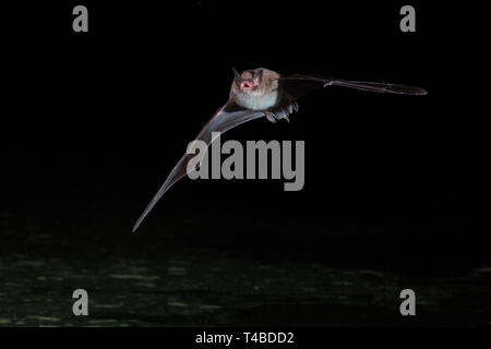 Wasserfledermaus Bustedt, ueber Burggraben, Nordrhein-Westfalen, Deutschland, Banque D'Images