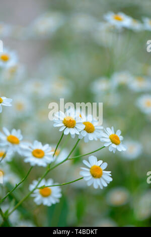 Marienbalsam Frauenminze Balsamkraut,,, Tanacetum balsamita Banque D'Images