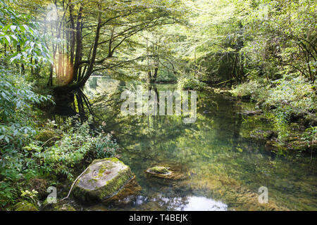Rivière qui coule à travers une forêt de feuillus et vierge. L'environnement naturel, la nature préservée et concept l'arrière-plan. Banque D'Images
