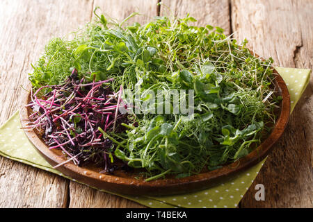 Matières premières alimentaires végétariens microgreen de pois, coriandre, moutarde, radis rosso libre sur une plaque sur une table de bois horizontal. Banque D'Images