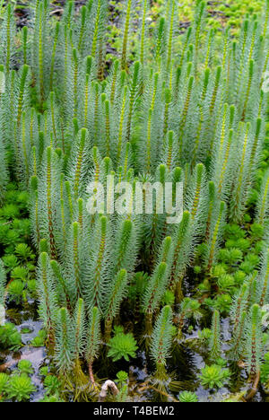 La queue de mares, Hippuris, la queue de jument, était auparavant le seul genre de la famille des Hippuridaceae. Banque D'Images