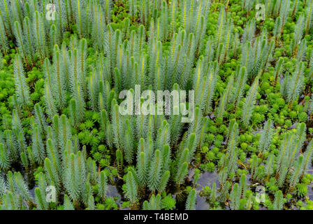 La queue de mares, Hippuris, la queue de jument, était auparavant le seul genre de la famille des Hippuridaceae. Banque D'Images
