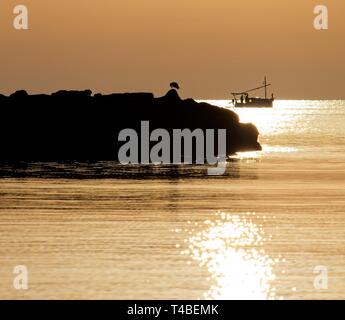 Mouette oiseau silhouetté sur roches avec bateau de pêche en arrière-plan baigné dans la belle lumière dorée du lever, Cala Bona, Majorque, Espagne. Banque D'Images