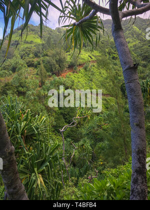 La végétation tropicale luxuriante avec sombres et lumineux feuilles le long sentier de randonnée Kalalau sur l'île hawaïenne de Kauai, États-Unis Banque D'Images