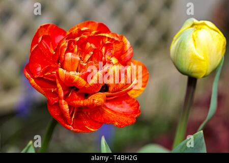 Tulip bien amoureux "Le caméléon Tulip" Banque D'Images