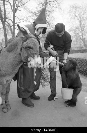 Un homme habillé en père Noël, c'est de se nourrir un petit singe avec une banane sur 5 Demceber 1963 au zoo de Francfort. Dans le monde d'utilisation | Banque D'Images