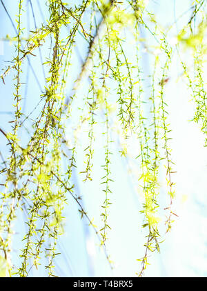 Environnement naturel, jardin botanique de textures et de la bioénergie concept - feuilles vertes au printemps, nature background Banque D'Images