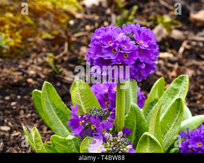 Purple drumstick primula (Primula denticulata) floraison dans un jardin au printemps Banque D'Images
