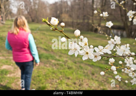 Femme blonde près d'un apple tree branch with flowers blooming Banque D'Images