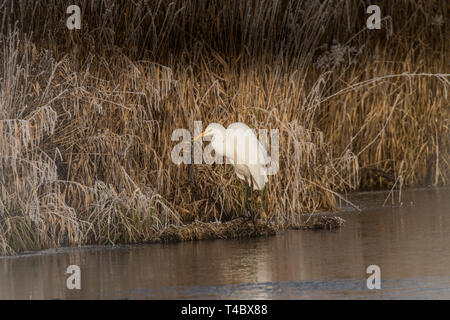 Grande Aigrette sur la rive dans des roseaux en hiver avec de la gelée blanche Banque D'Images