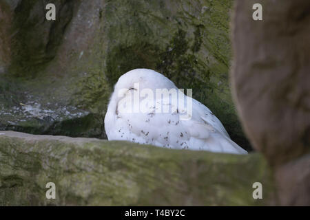 Gelsenkirchen, Allemagne. Apr 11, 2019. Un SNOWEEULE, Harfang des neiges, Nyctea scandiaca, Gelsenkirchen Zoom tortue ouvre, jardin 11.04.2019 | Conditions de crédit dans le monde entier : dpa/Alamy Live News Banque D'Images