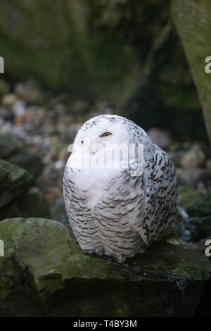 Gelsenkirchen, Allemagne. Apr 11, 2019. Un SNOWEEULE, Harfang des neiges, Nyctea scandiaca, Gelsenkirchen Zoom tortue ouvre, jardin 11.04.2019 | Conditions de crédit dans le monde entier : dpa/Alamy Live News Banque D'Images