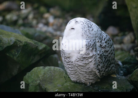 Gelsenkirchen, Allemagne. Apr 11, 2019. Un SNOWEEULE, Harfang des neiges, Nyctea scandiaca, Gelsenkirchen Zoom tortue ouvre, jardin 11.04.2019 | Conditions de crédit dans le monde entier : dpa/Alamy Live News Banque D'Images