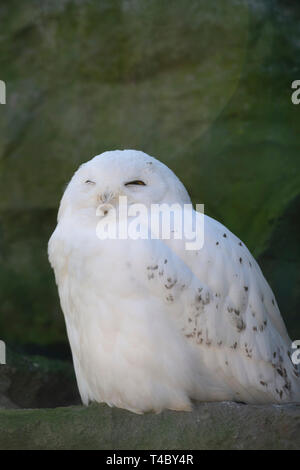 Gelsenkirchen, Allemagne. Apr 11, 2019. Un SNOWEEULE, Harfang des neiges, Nyctea scandiaca, Gelsenkirchen Zoom tortue ouvre, jardin 11.04.2019 | Conditions de crédit dans le monde entier : dpa/Alamy Live News Banque D'Images