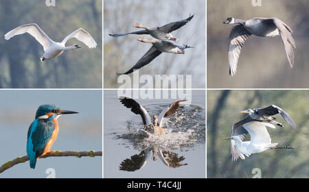 Gronau, Allemagne. Le 08 Avr, 2019. Le matin, différentes espèces d'oiseaux qui restent dans la réserve naturelle Gronauer Masch, dans l'arrondissement Hildesheim (à partir du haut à gauche vers le bas à droite) : mute swan (Cygnus olor), oie cendrée (Anser anser), Bernache du Canada (Branta canadensis), Kingfisher (Alcedo atthis), l'oie du Nil (Alopochen aegyptiaca), Grande Aigrette (Ardea alba) et Héron cendré (Ardea cinerea). Le nombre de réserves naturelles en Basse-Saxe est en augmentation. Credit : Julian Stratenschulte/dpa/Alamy Live News Banque D'Images