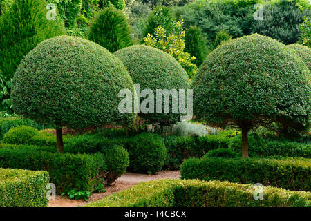 Buchsbaum, Formschnitt, Buxus sempervirens Banque D'Images