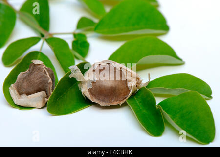 Moringa-Samen Moringablaetter, Moringa Moringa oleifera, und Banque D'Images