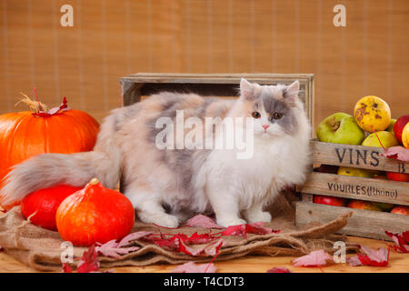 British Longhair Cat, bleu-noir-blanc Banque D'Images
