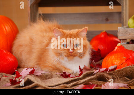 British Longhair Cat rouge-blanc Banque D'Images