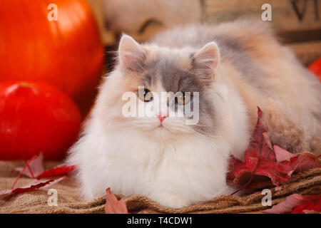 British Longhair Cat, bleu-noir-blanc Banque D'Images